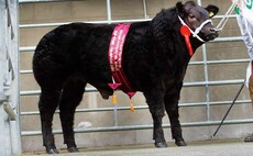 Brecon show potential calves top at 7,400