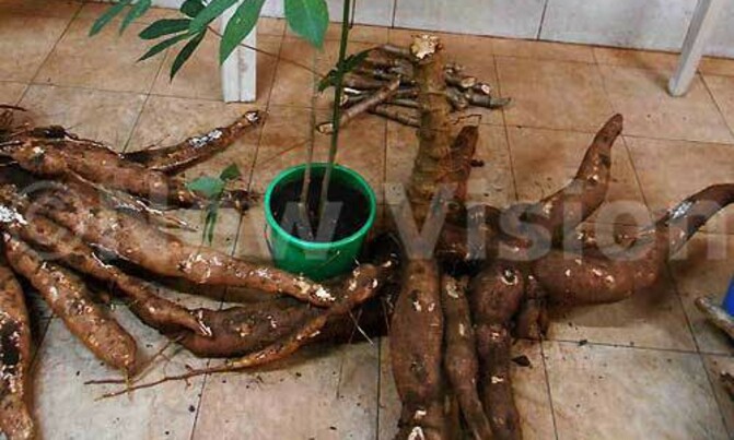 NARO to produce quality cassava seed NARO to produce quality cassava seed