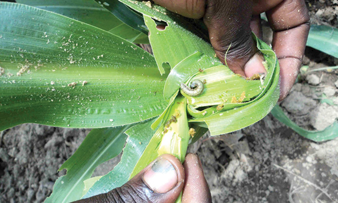 FAO develops technology to curb fall armyworm in Africa FAO develops technology to curb fall armyworm in Africa