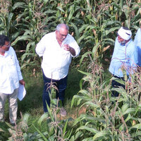 ICAR-IIMR and Gourmet Popcornica Collaboration Paves the Way for an Aatmanirbhar Popcorn Maize Ecosystem