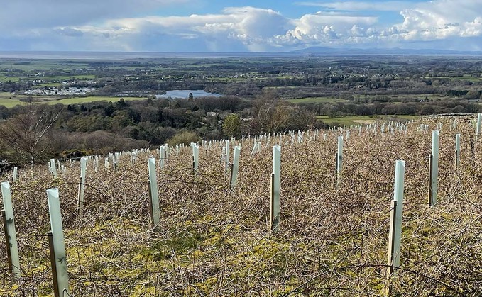 New English tree planting grant scheme deeply unattractive to farmers