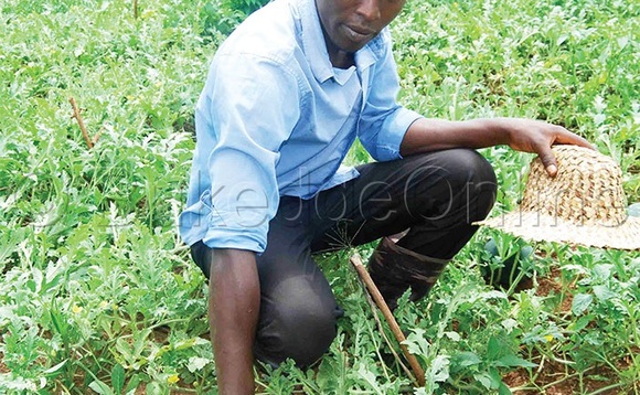 Omulimi ng’asunzula ennyaanya. Omulimi ng’asunzula ennyaanya.