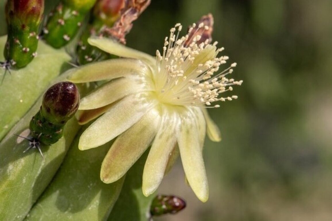 Terra's new UAE heritage project invites students to save family plant stories
