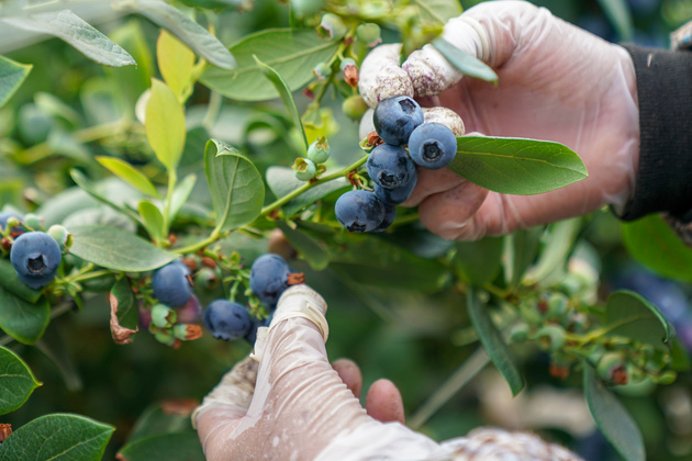 CHINA-YUNNAN-MENGZI-BLUEBERRY-INDUSTRY (CN)