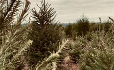 Christmas trees: Fun holiday tradition or selfish ritualised eco-terrorism?