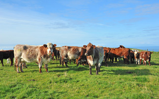 Scotland BSE status recognised as negligible risk