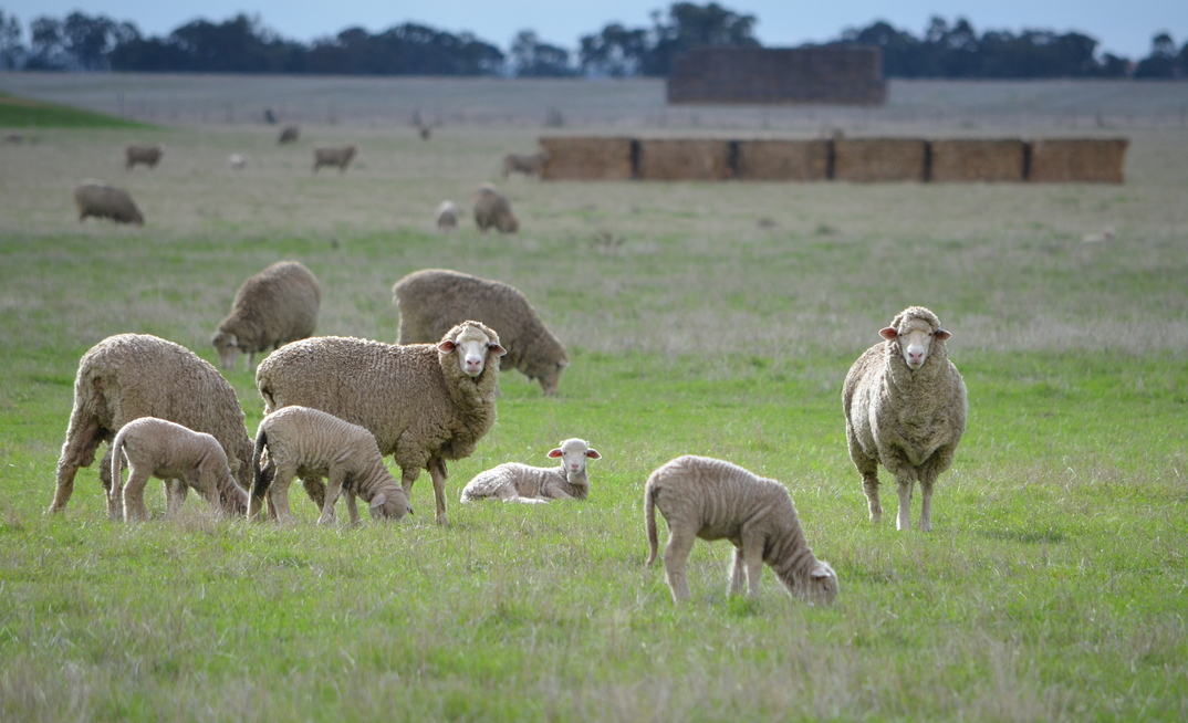 WA producers are reducing their flocks significantly, according to analysts and producer survey results.