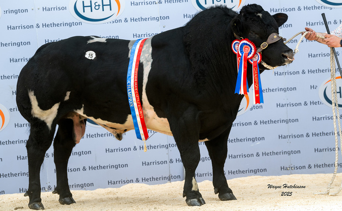 British Blue breed record smashed at Carlisle