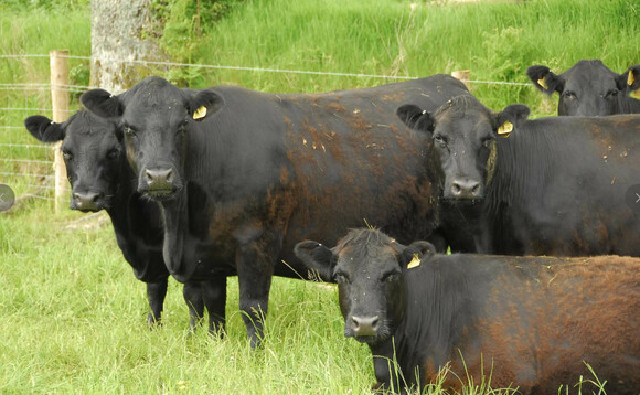 Rare Breeds Survival Trust demands action after original population cattle removed from payment list