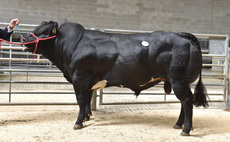 Sales round up: Pedigree day at Skipton, breeding cattle record at Stirling, South Devons, dairy sales