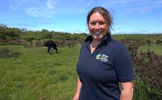 Cow-sharing scheme helps fight wildfires on Gower Commons