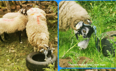 Police urge vigilance after would-be thieves tie sheep to tyres