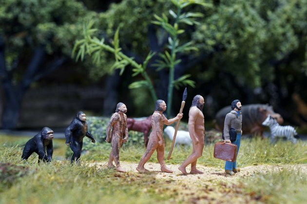 Curious Kids: how did the first person evolve?
