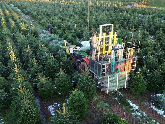 Growing Christmas perfectly with UK produced trees