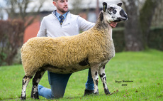 Carry House flock sets a new Bluefaced Leicester female record