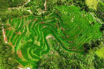 China's matcha industry fattens wallet, revives culture