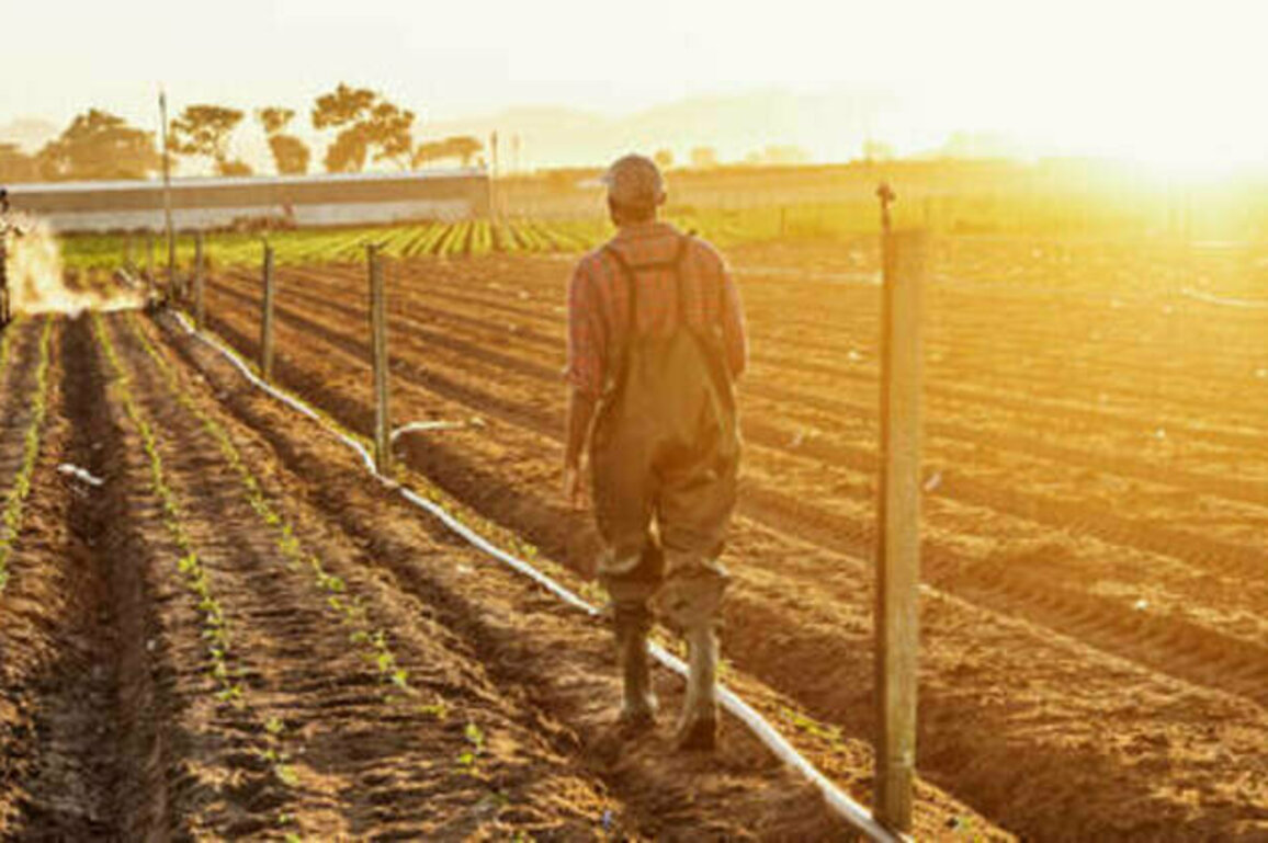 Are white farmers really persecuted? What's behind the US-South Africa spat
