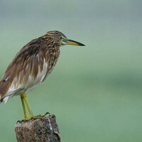 Tamil Nadu: Wetland Bird Census conducted across 20 wetlands in Trichy District
