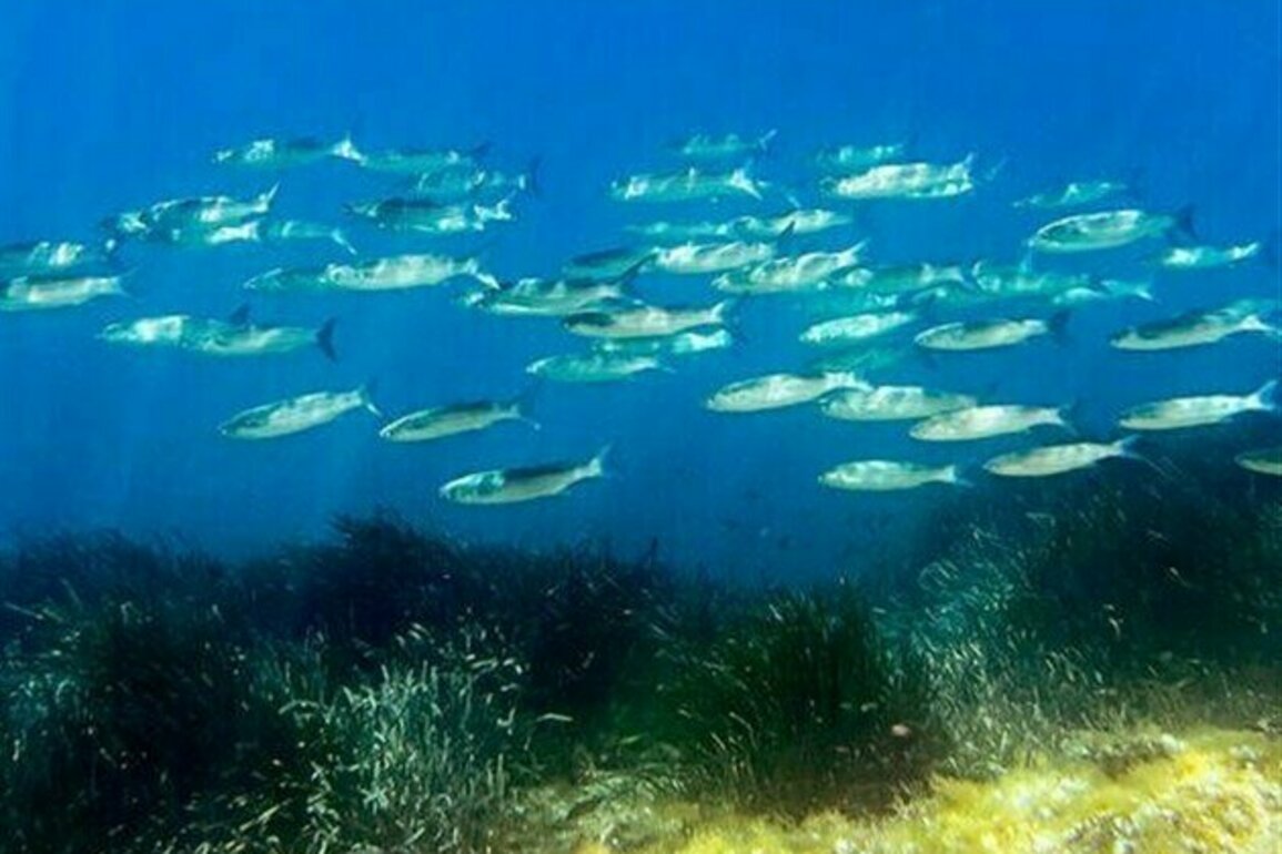 World Leaders Head to France for UN Summit on Ocean Threats