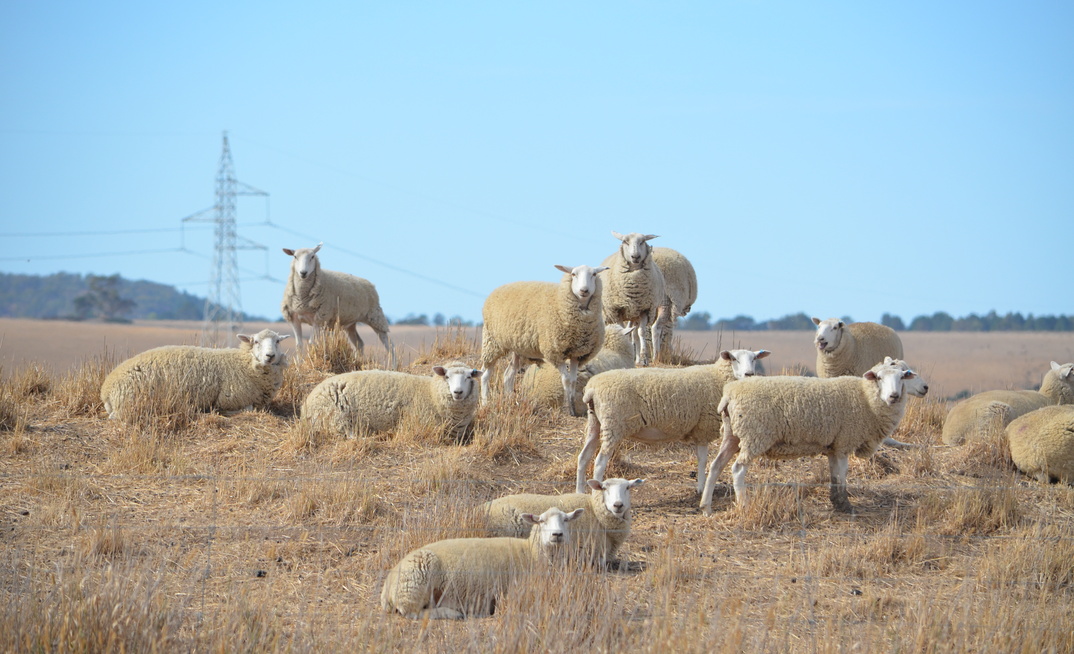 Livestock producers are invited to have their say about abattoir access.