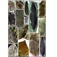 Fossil leaves from Nagaland reveal how Antarctica shaped Indian monsoons