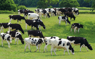 Partner Insight: Pregnant Cows are Profitable Cows – How to Influence Fertility Naturally