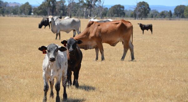An ongoing cattle class action surrounding the 2011 live export suspension has been dealt another blow. 