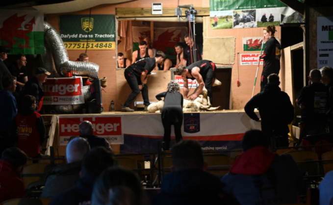 Welsh shearer sets a new British nine-hour ewe shearing record