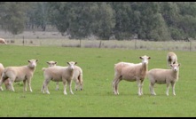  It's been a strong start to the year for sheep and lamb, with prices lifting at early sales. Picture Mark Saunders.