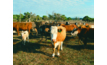 Beef producers are invited to complete an online bloat survey.