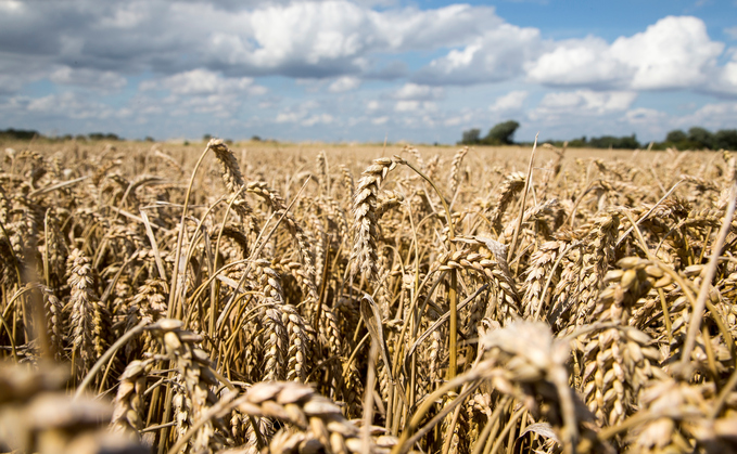 RL trials winter wheats are showing signs of a new strain of yellow rust RL trials winter wheats are showing signs of a new strain of yellow rust