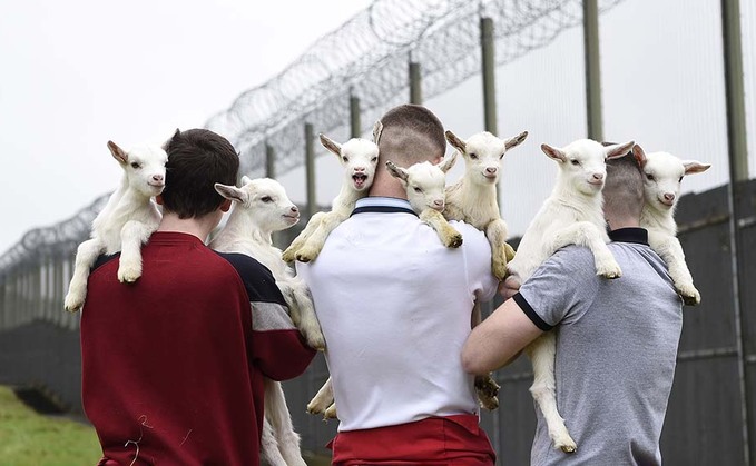 Sheep farming helps rehabilitate young offenders