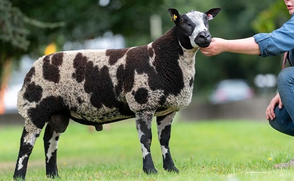 Dutch Spotted sheep record smashed at Carlisle