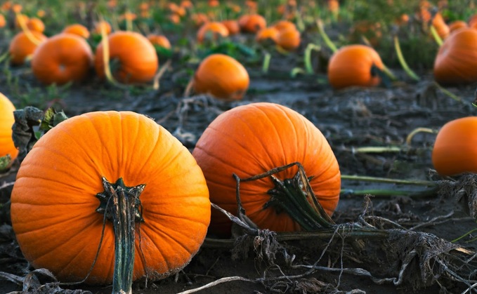 Top ten: Scotland's most popular pumpkin patches this Halloween