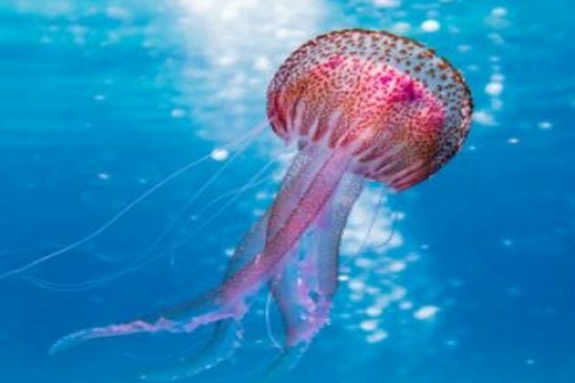 Research finds jellyfish stinging cells reveal biodiversity secrets