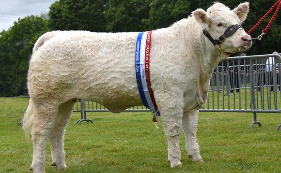 Charolais best in show at Shropshire County Show