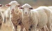 Students urged to shake up sheep industry