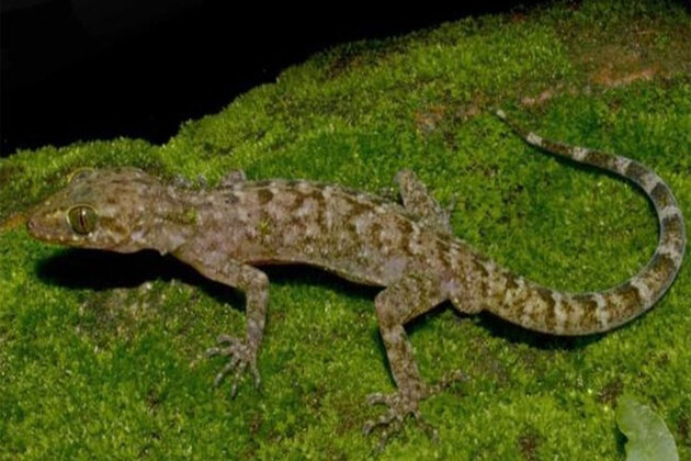 New bent-toed gecko species discovered in Assam