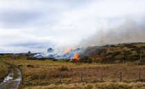 Grazing is part of multi-pronged answer to severe wildfires, says National Sheep Association