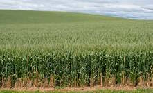  Harvest of the 2023/24 winter crop has commenced in most states across Australia. Photo courtesy of Rural Bank.