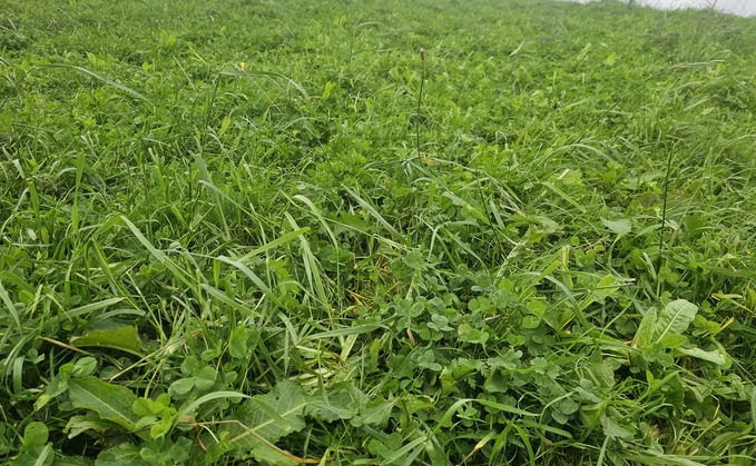 Herbal leys need a soil pH of six or above and potassium and phosphorus levels of two or above to establish.