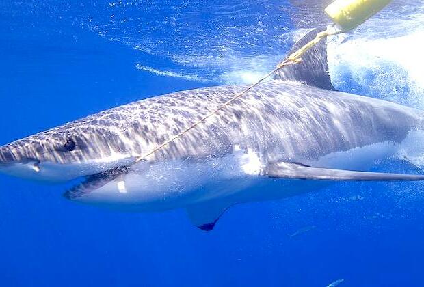 Officials say California surfer killed by great white shark