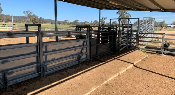 Even simple things like the orientation of the working race and loading ramp can increase cattle yard safety and efficiency.