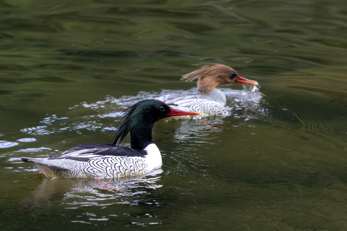 (EcoChina)CHINA-FUJIAN-YONGTAI-CHINESE MERGANSERS (CN)