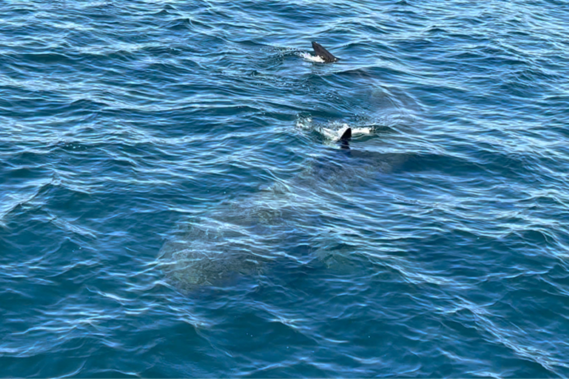 This is absolutely nuts- Rare shark sighting in Orange County caught on video