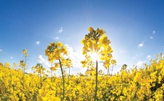 What a short flowering period might mean for oilseed rape yields