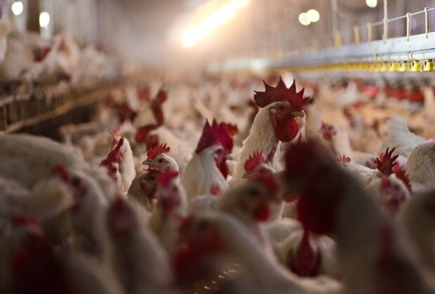 Bird flu is killing millions of chickens and turkeys across the US