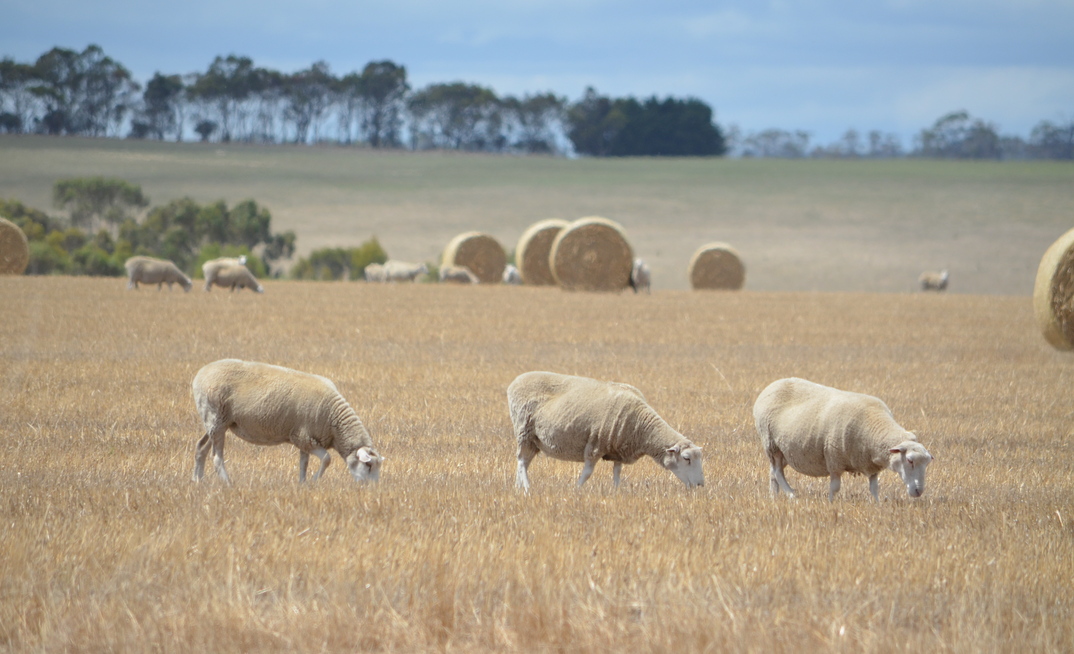 NSW DPI research has shown first cross and 20-Micron ewes joined to terminal sires provided the best gross margins last year