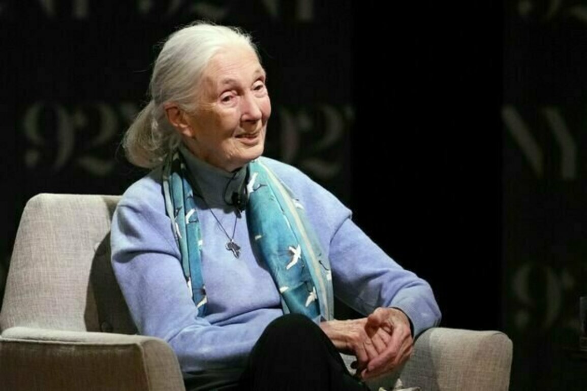 Jane Goodall, the gentle disrupter whose research on chimpanzees redefined what it meant to be human