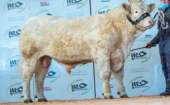 Pringo leads Welshpool Charolais at 6,000gns